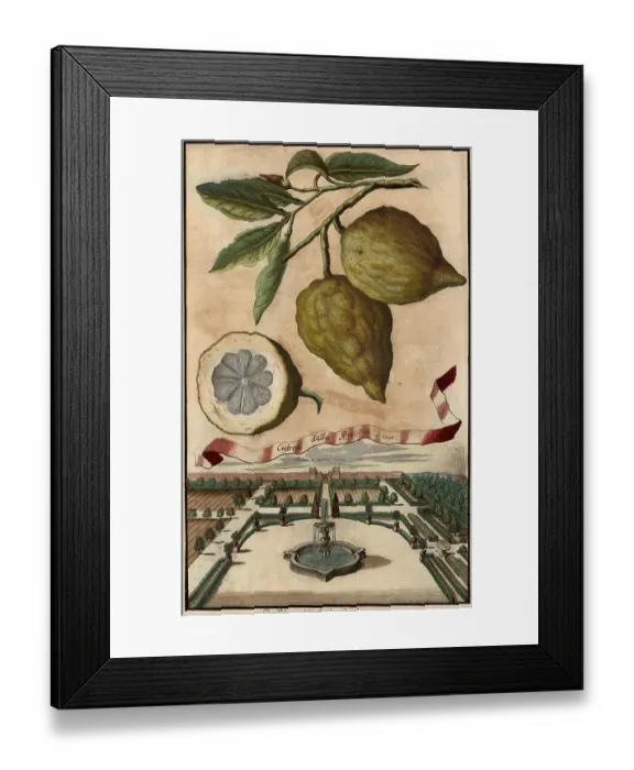 Framed Print : Citrus fruit, Cedrati dalla pizaria and garden of Mr. Seutter, Nuremberg Hesperides, Nuremberg Hesperides, Hesperides Gardens, Nuremberg, Bavaria, Germany, digitally restored reproduction of an 18th century original, exact original date not known Framed Print : Citrus fruit, Cedrati dalla pizaria and garden of Mr. Seutter, Nuremberg Hesperides, Nuremberg Hesperides, Hesperides Gardens, Nuremberg, Bavaria, Germany, digitally restored reproduction of an 18th century original, exact original date not known