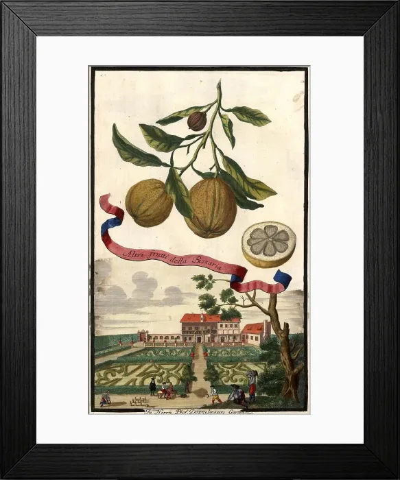 Framed Print : Citrus Fruit, Altri frutti della Bizzaria and Garden of Professor Doppelmeyer, Nuremberg Hesperides, Nuremberg Hesperides, Hesperides Gardens, Nuremberg, Bavaria, Germany, digitally restored reproduction of an 18th century original Framed Print : Citrus Fruit, Altri frutti della Bizzaria and Garden of Professor Doppelmeyer, Nuremberg Hesperides, Nuremberg Hesperides, Hesperides Gardens, Nuremberg, Bavaria, Germany, digitally restored reproduction of an 18th century original