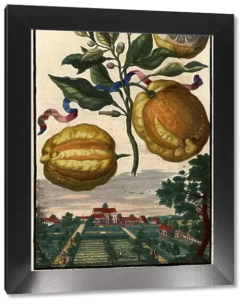 Citrus Fruit, Bizaria and Garden of Mr Buiretti, Nuremberg Hesperides, Nuremberg Hesperides, Hesperides Gardens, Nuremberg, Bavaria, Germany, digitally restored reproduction of an 18th century original, exact original date not known