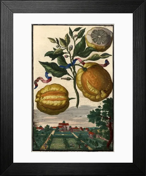 Framed Print : Citrus Fruit, Bizaria and Garden of Mr Buiretti, Nuremberg Hesperides, Nuremberg Hesperides, Hesperides Gardens, Nuremberg, Bavaria, Germany, digitally restored reproduction of an 18th century original, exact original date not known Framed Print : Citrus Fruit, Bizaria and Garden of Mr Buiretti, Nuremberg Hesperides, Nuremberg Hesperides, Hesperides Gardens, Nuremberg, Bavaria, Germany, digitally restored reproduction of an 18th century original, exact original date not known