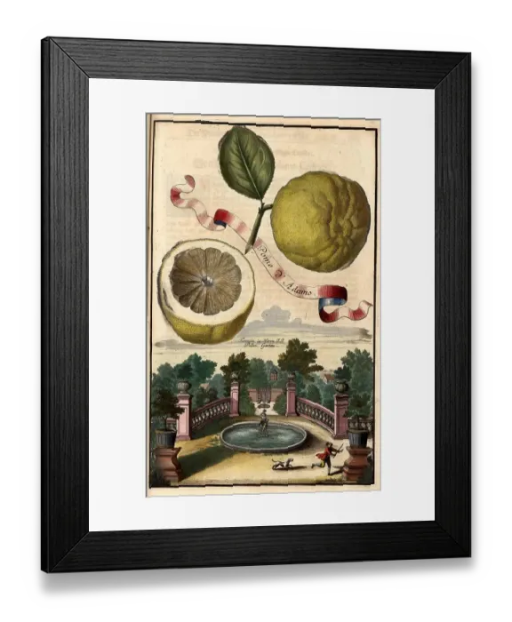 Framed Print : Citrus fruit, Pomo d Adamo and fountain in the Peller Garden, Nuremberg Hesperides, Nuremberg Hesperides, Hesperides Gardens, Nuremberg, Bavaria, Germany, digitally restored reproduction of an 18th century original, exact original date not known Framed Print : Citrus fruit, Pomo d Adamo and fountain in the Peller Garden, Nuremberg Hesperides, Nuremberg Hesperides, Hesperides Gardens, Nuremberg, Bavaria, Germany, digitally restored reproduction of an 18th century original, exact original date not known