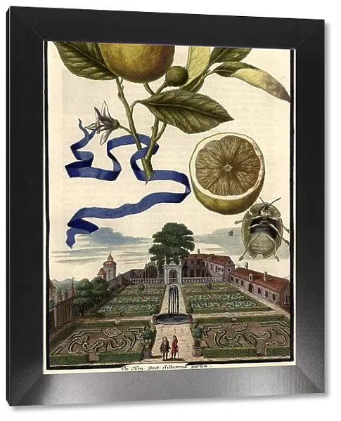 Citrus Fruit, Lima dolce and Garden of Doctor Silberrad, Nuremberg Hesperides, Nuremberg Hesperides, Hesperides Gardens, Nuremberg, Bavaria, Germany, digitally restored reproduction of an 18th century original, exact original date not known