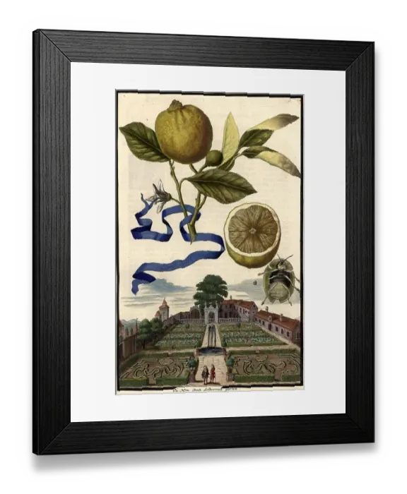 Framed Print : Citrus Fruit, Lima dolce and Garden of Doctor Silberrad, Nuremberg Hesperides, Nuremberg Hesperides, Hesperides Gardens, Nuremberg, Bavaria, Germany, digitally restored reproduction of an 18th century original, exact original date not known Framed Print : Citrus Fruit, Lima dolce and Garden of Doctor Silberrad, Nuremberg Hesperides, Nuremberg Hesperides, Hesperides Gardens, Nuremberg, Bavaria, Germany, digitally restored reproduction of an 18th century original, exact original date not known