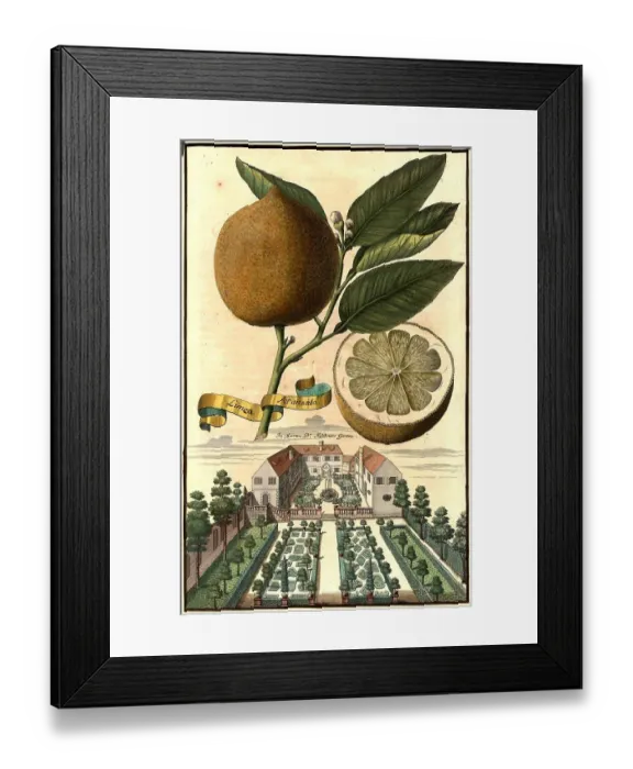 Framed Print : Citrus fruit, Limea aranzita and garden of Doctor Falckner, Nuremberg Hesperides, Nuremberg Hesperides, Hesperides Gardens, Nuremberg, Bavaria, Germany, digitally restored reproduction of an 18th century original, exact original date not known Framed Print : Citrus fruit, Limea aranzita and garden of Doctor Falckner, Nuremberg Hesperides, Nuremberg Hesperides, Hesperides Gardens, Nuremberg, Bavaria, Germany, digitally restored reproduction of an 18th century original, exact original date not known
