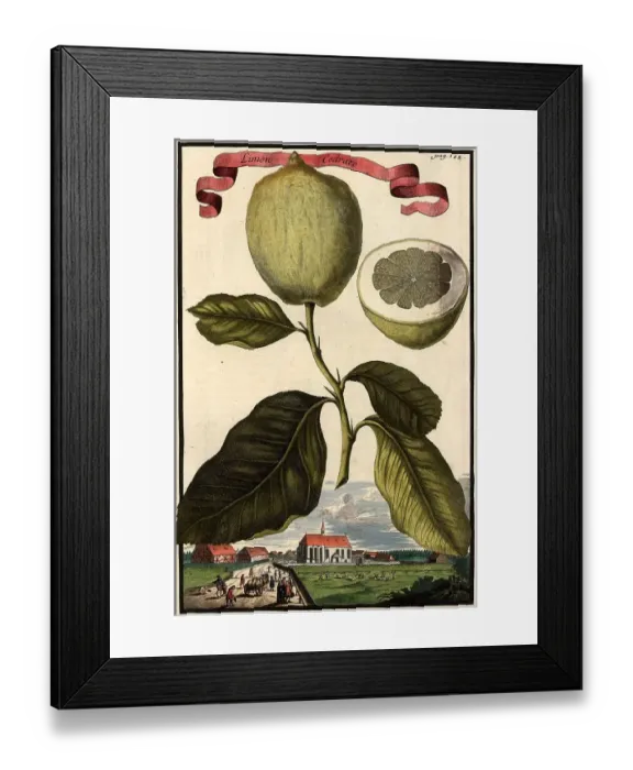 Framed Print : Citrus fruit, Limon Cedrato and St. Leonhard, Leonhardt, Nuremberg Hesperides, Nuremberg Hesperides, Hesperides Gardens, Nuremberg, Bavaria, Germany, digitally restored reproduction of an 18th century original, exact original date not known Framed Print : Citrus fruit, Limon Cedrato and St. Leonhard, Leonhardt, Nuremberg Hesperides, Nuremberg Hesperides, Hesperides Gardens, Nuremberg, Bavaria, Germany, digitally restored reproduction of an 18th century original, exact original date not known