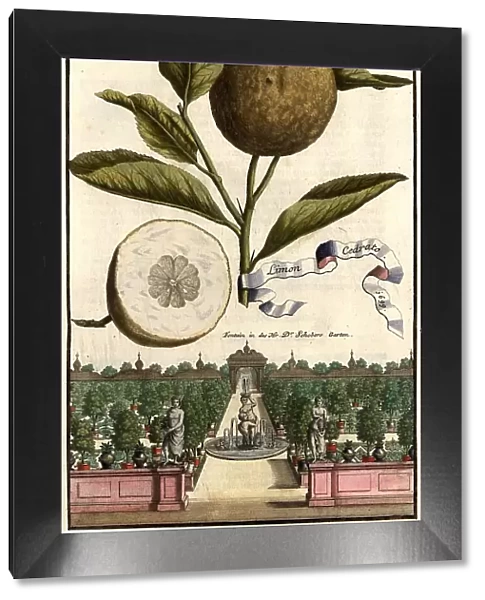 Citrus fruit, Limon cedrato and fountain in the garden of Doctor Schober, Nuremberg Hesperides, Nuremberg Hesperides, Hesperides Gardens, Nuremberg, Bavaria, Germany, digitally restored reproduction of an 18th century original