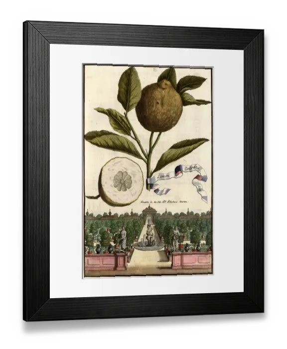Framed Print : Citrus fruit, Limon cedrato and fountain in the garden of Doctor Schober, Nuremberg Hesperides, Nuremberg Hesperides, Hesperides Gardens, Nuremberg, Bavaria, Germany, digitally restored reproduction of an 18th century original Framed Print : Citrus fruit, Limon cedrato and fountain in the garden of Doctor Schober, Nuremberg Hesperides, Nuremberg Hesperides, Hesperides Gardens, Nuremberg, Bavaria, Germany, digitally restored reproduction of an 18th century original