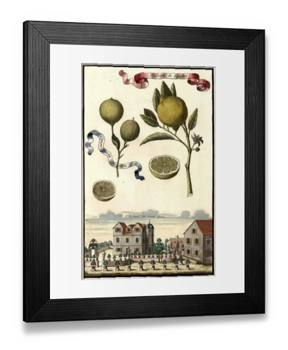 Framed Print : Citrus fruit, Ballotin di Spagna, Limon guzza appetito and Garden of Doctor Schoberm Nuremberg Hesperides, Nuremberg Hesperides, Hesperides Gardens, Nuremberg, Bavaria, Germany, digitally restored reproduction of an 18th century original Framed Print : Citrus fruit, Ballotin di Spagna, Limon guzza appetito and Garden of Doctor Schoberm Nuremberg Hesperides, Nuremberg Hesperides, Hesperides Gardens, Nuremberg, Bavaria, Germany, digitally restored reproduction of an 18th century original