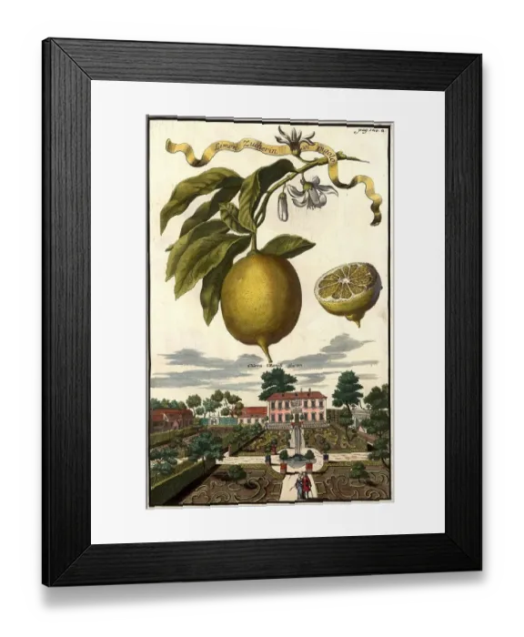 Framed Print : Citrus fruit, Limon Zucherin col pigolo und Garten des Herrn Martell, Nuernbergische Hesperides, Nuernberger Hesperiden, Hesperides Gardens, Nuremberg, Bavaria, Germany, digitally restored reproduction of an 18th century original