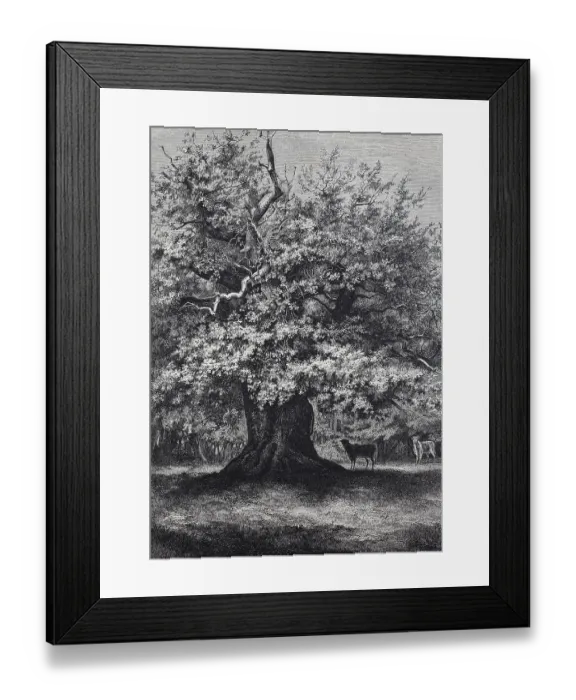 Framed Print : Amalien-Eiche, a well-known oak tree in the Hasbruch, a 627 hectare oak and beech forest in the Oldenburg district of Lower Saxony, Germany, Historic, digitally restored reproduction of an original 19th-century original Framed Print : Amalien-Eiche, a well-known oak tree in the Hasbruch, a 627 hectare oak and beech forest in the Oldenburg district of Lower Saxony, Germany, Historic, digitally restored reproduction of an original 19th-century original