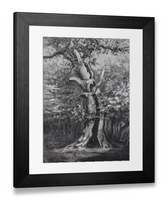 Framed Print : Holm oak in the Hasbruck, a 627-hectare oak and beech forest in the Oldenburg district of Lower Saxony, Germany, Historic, digitally restored reproduction of an original 19th-century original Framed Print : Holm oak in the Hasbruck, a 627-hectare oak and beech forest in the Oldenburg district of Lower Saxony, Germany, Historic, digitally restored reproduction of an original 19th-century original