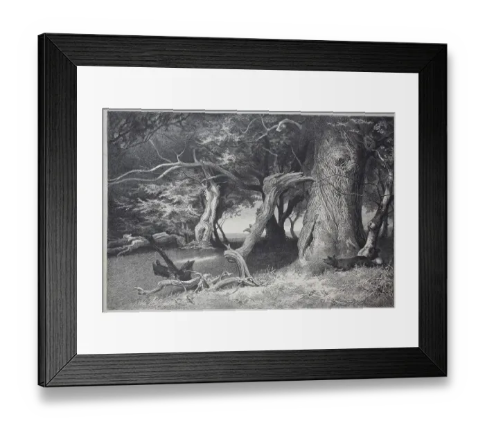 Framed Print : Old trees in the Hasbruch, a 627-hectare oak and beech forest in the Oldenburg district of Lower Saxony, which contains several natural monuments, Germany Framed Print : Old trees in the Hasbruch, a 627-hectare oak and beech forest in the Oldenburg district of Lower Saxony, which contains several natural monuments, Germany