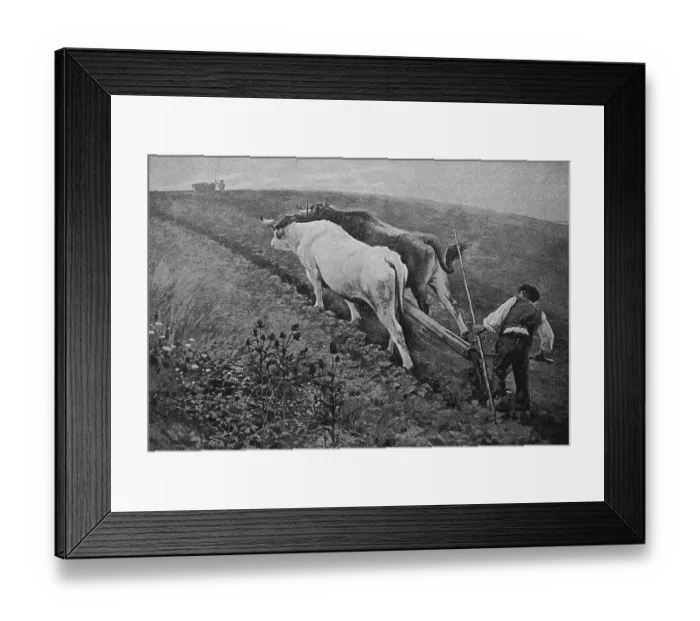 Framed Print : Ploughing with a team of oxen, Germany, 1898, Historic, digital reproduction of an original from the 19th century Framed Print : Ploughing with a team of oxen, Germany, 1898, Historic, digital reproduction of an original from the 19th century