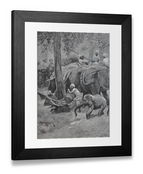 Framed Print : A working elephant is tied to a palm tree, India, Historic, digital reproduction of an original 19th century painting