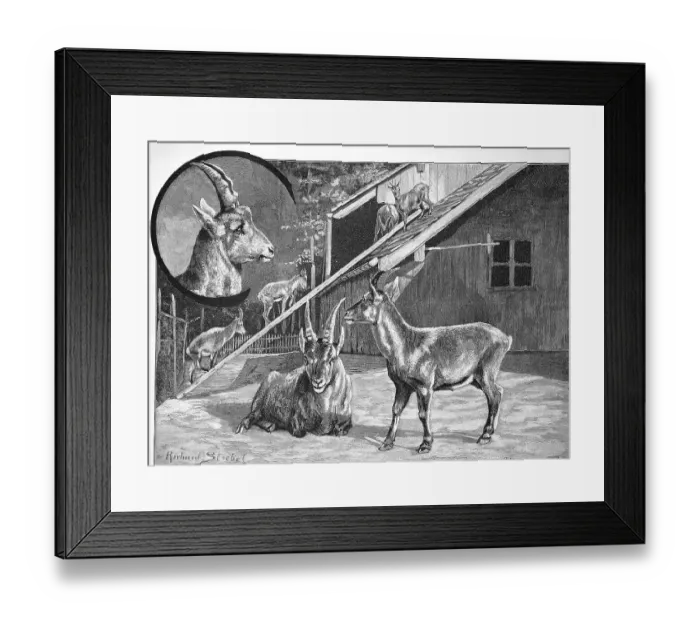 Framed Print : Ibex, Ibexes in the Zurich Game Park, Switzerland, Historical, digital reproduction of an original from the 19th century Framed Print : Ibex, Ibexes in the Zurich Game Park, Switzerland, Historical, digital reproduction of an original from the 19th century