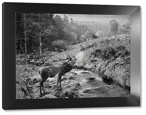 Morning atmosphere in early autumn in the Harz Mountains, roaring stag in rut stands by the stream, Germany, 1898, Historic, digital reproduction of an original 19th century painting, original date unknown