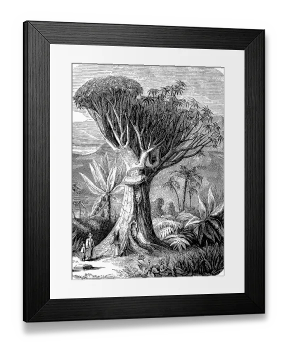 Framed Print : Canary islands dragon tree (Dracaena draco), on Tenerife, Spain, in 1880, Historic, digitally restored reproduction of an original 19th-century print Framed Print : Canary islands dragon tree (Dracaena draco), on Tenerife, Spain, in 1880, Historic, digitally restored reproduction of an original 19th-century print