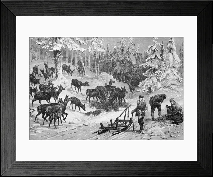 Framed Print : Game feeding in winter, many deer and roe deer, three foresters brought hay with sledge, Harz mountains, Germany, Historisch, historical, digitally improved reproduction of an original from the 19th century Framed Print : Game feeding in winter, many deer and roe deer, three foresters brought hay with sledge, Harz mountains, Germany, Historisch, historical, digitally improved reproduction of an original from the 19th century
