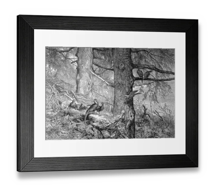 Framed Print : Common pheasant (Phasianus colchicus), in the forest, Germany, Historic, digitally restored reproduction of an original from the 19th century, exact original date unknown Framed Print : Common pheasant (Phasianus colchicus), in the forest, Germany, Historic, digitally restored reproduction of an original from the 19th century, exact original date unknown