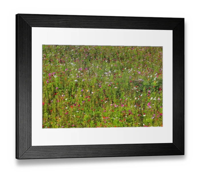 Framed Print : Flower meadow, biotope meadow, Jardins du Manoir d'Eyrignac, Gardens of the Manoir d Eyrignac, Salignac-Eyvigues, Perigord noir, Aquitaine region, Dordogne department, France Framed Print : Flower meadow, biotope meadow, Jardins du Manoir d'Eyrignac, Gardens of the Manoir d Eyrignac, Salignac-Eyvigues, Perigord noir, Aquitaine region, Dordogne department, France
