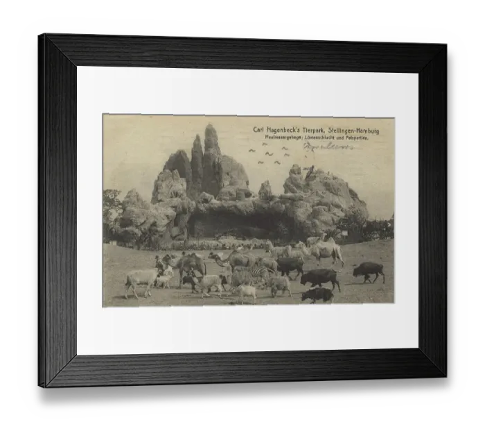Framed Print : Hay feeder enclosure and lion gorge in Hagenbeck Zoo, Hamburg, Germany, postcard with text, view circa 1910, Historic, digital reproduction of a historic postcard, public domain, from that time, exact date unknown Framed Print : Hay feeder enclosure and lion gorge in Hagenbeck Zoo, Hamburg, Germany, postcard with text, view circa 1910, Historic, digital reproduction of a historic postcard, public domain, from that time, exact date unknown