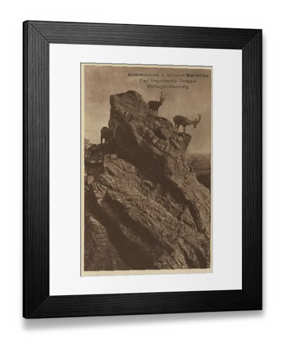 Framed Print : Ibexes in Hagenbeck Zoo, Hamburg, Germany, postcard with text, view circa 1910, historical, digital reproduction of a historical postcard, public domain, from that time, exact date unknown Framed Print : Ibexes in Hagenbeck Zoo, Hamburg, Germany, postcard with text, view circa 1910, historical, digital reproduction of a historical postcard, public domain, from that time, exact date unknown