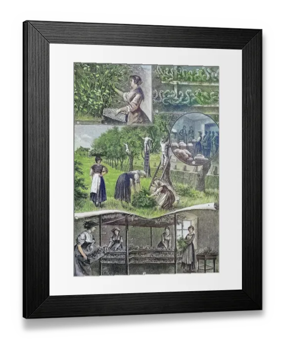 Framed Print : Silkworm breeding in Friuli, Italy, collecting the cocoons, mulberry leaves as fodder, delivery of the cocoons, Historical, digitally restored reproduction from a 19th century original Framed Print : Silkworm breeding in Friuli, Italy, collecting the cocoons, mulberry leaves as fodder, delivery of the cocoons, Historical, digitally restored reproduction from a 19th century original