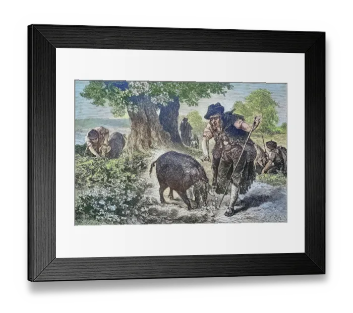 Framed Print : Truffle hunt with a truffle pig in Perigord, France, Historical, digitally restored reproduction from a 19th century original Framed Print : Truffle hunt with a truffle pig in Perigord, France, Historical, digitally restored reproduction from a 19th century original