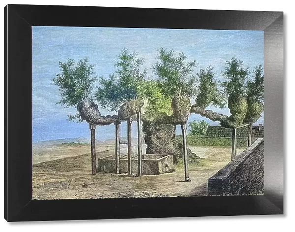 The famous lime tree of Malchen, Hesse, Germany, in 1885, Historical, digitally restored reproduction from a 19th century original