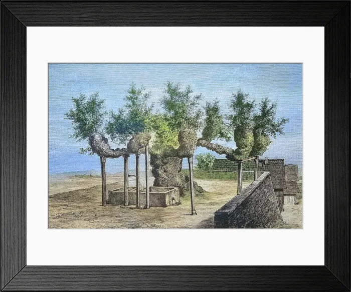 Framed Print : The famous lime tree of Malchen, Hesse, Germany, in 1885, Historical, digitally restored reproduction from a 19th century original Framed Print : The famous lime tree of Malchen, Hesse, Germany, in 1885, Historical, digitally restored reproduction from a 19th century original