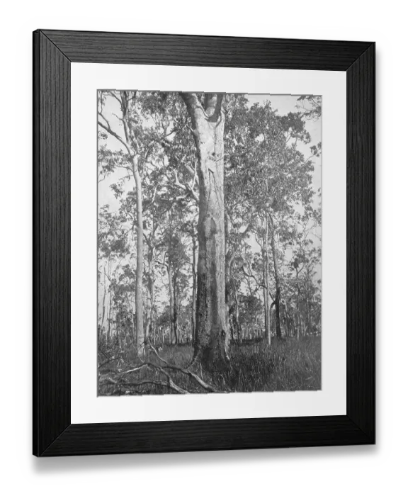Framed Print : Brazil, trees in the Brazilian jungle, Brazil, trees in the Brazilian jungle, ca 1880, historical, digital reproduction of a 19th century original, original date unknown Framed Print : Brazil, trees in the Brazilian jungle, Brazil, trees in the Brazilian jungle, ca 1880, historical, digital reproduction of a 19th century original, original date unknown
