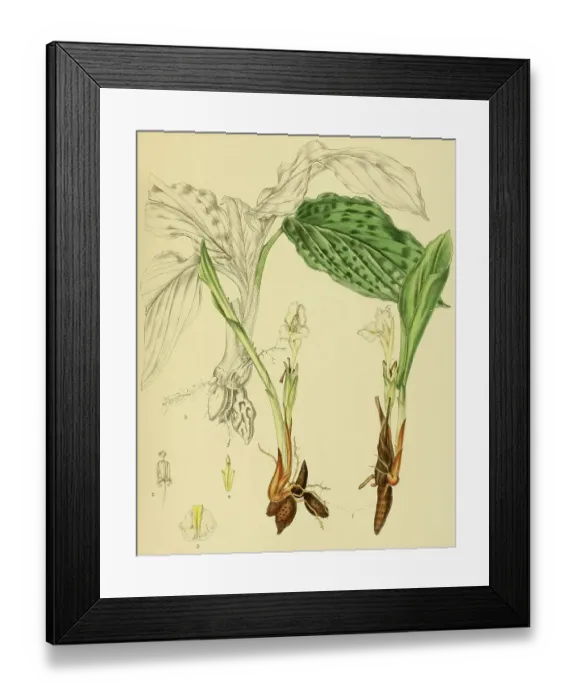 Framed Print : Curcuma oligantha, native to Southeast Asia, Sri Lanka, digitally restored historical colour print from 1893