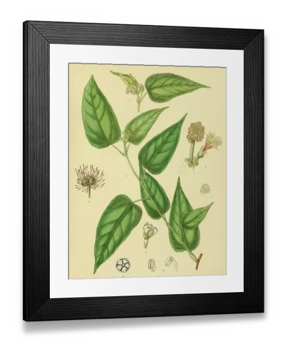 Framed Print : Adenochlaena zeylanica, native to Southeast Asia, Sri Lanka, digitally restored historical colour print from 1893 Framed Print : Adenochlaena zeylanica, native to Southeast Asia, Sri Lanka, digitally restored historical colour print from 1893