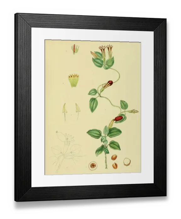 Framed Print : Crawfurdia japonica, native to Southeast Asia, Sri Lanka, digitally restored historical colour print from 1893 Framed Print : Crawfurdia japonica, native to Southeast Asia, Sri Lanka, digitally restored historical colour print from 1893