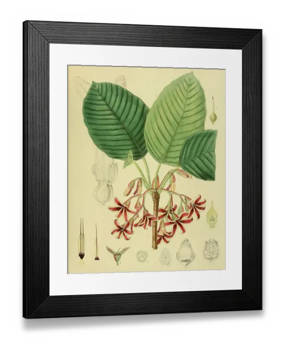 Framed Print : Dipterocarpus (Dipterocarpus) zeylanicus, plant genus two-winged fruit (Dipterocarpaceae) trees, also two-winged nuts or winged fruit trees, belongs to the winged fruit, native to Southeast Asia, Sri Lanka Framed Print : Dipterocarpus (Dipterocarpus) zeylanicus, plant genus two-winged fruit (Dipterocarpaceae) trees, also two-winged nuts or winged fruit trees, belongs to the winged fruit, native to Southeast Asia, Sri Lanka