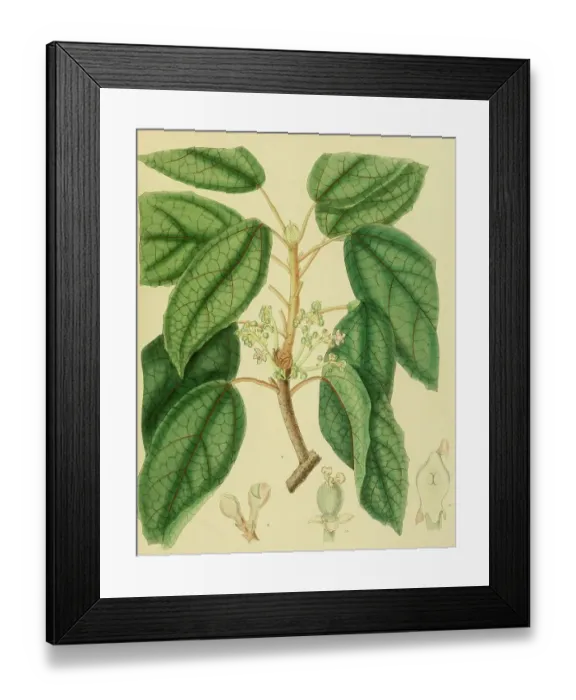 Framed Print : Trichadenia zeylanica, a species of plant in the Achariaceae family, native to Southeast Asia, Sri Lanka, digitally restored historical colour print from 1893 Framed Print : Trichadenia zeylanica, a species of plant in the Achariaceae family, native to Southeast Asia, Sri Lanka, digitally restored historical colour print from 1893