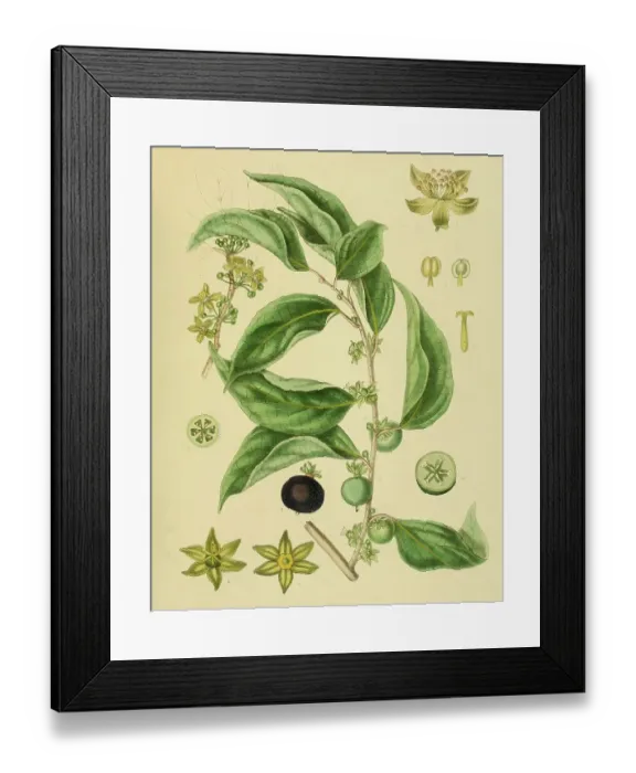 Framed Print : Aberia gardneri, syn. Dovyalis hebecarpa, Ceylon Gooseberry, native to Southeast Asia, Sri Lanka, digitally restored historical colour print from 1893 Framed Print : Aberia gardneri, syn. Dovyalis hebecarpa, Ceylon Gooseberry, native to Southeast Asia, Sri Lanka, digitally restored historical colour print from 1893