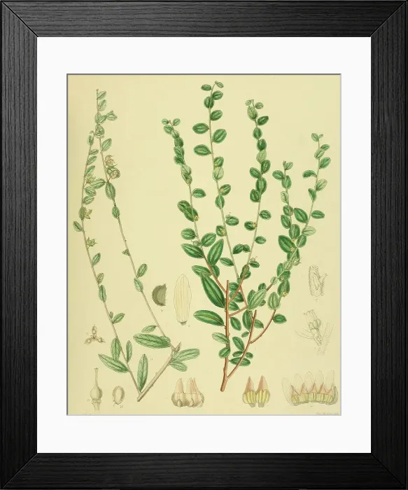 Framed Print : Alsodeia virgata, native to Southeast Asia, Sri Lanka, digitally restored historical colour print from 1893 Framed Print : Alsodeia virgata, native to Southeast Asia, Sri Lanka, digitally restored historical colour print from 1893