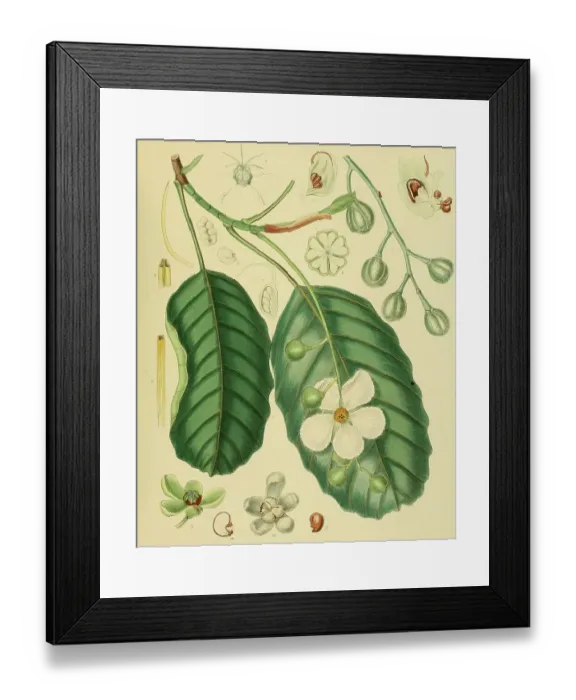 Framed Print : Wormia triquetra, native to Southeast Asia, Sri Lanka, digitally restored historical colour print from 1893 Framed Print : Wormia triquetra, native to Southeast Asia, Sri Lanka, digitally restored historical colour print from 1893