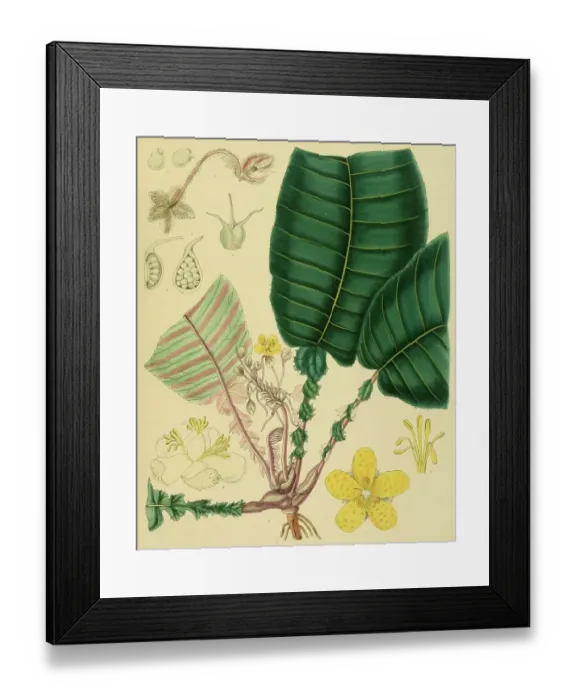 Framed Print : Acrotrema lyratum, a species belonging to the rose apple family (Dilleniaceae), native to Southeast Asia, Sri Lanka, digitally restored historical colour print from 1893 Framed Print : Acrotrema lyratum, a species belonging to the rose apple family (Dilleniaceae), native to Southeast Asia, Sri Lanka, digitally restored historical colour print from 1893