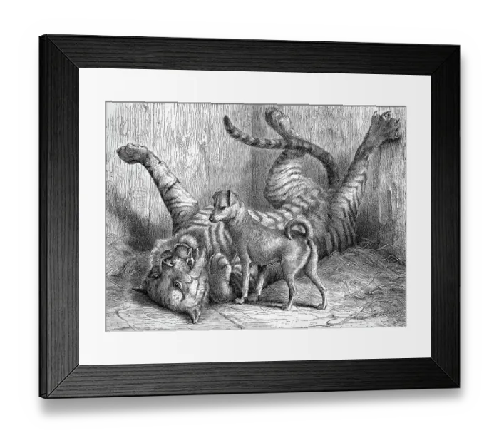 Framed Print : A small dog plays with a young tiger with whom he grew up together, in the zoo of Cologne, 1869, Germany, Historic, digitally restored reproduction of an original 19th century painting, exact original date unknown Framed Print : A small dog plays with a young tiger with whom he grew up together, in the zoo of Cologne, 1869, Germany, Historic, digitally restored reproduction of an original 19th century painting, exact original date unknown