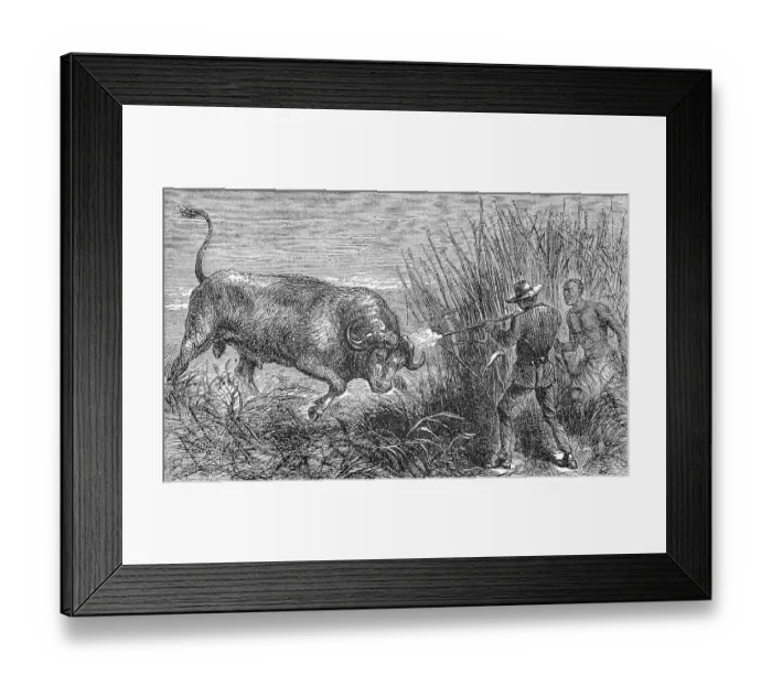 Framed Print : Hunting a buffalo, white hunter with rifle shoots the wildebeest, 1869, Botswana, Historic, digitally restored reproduction of a 19th century original, exact original date unknown