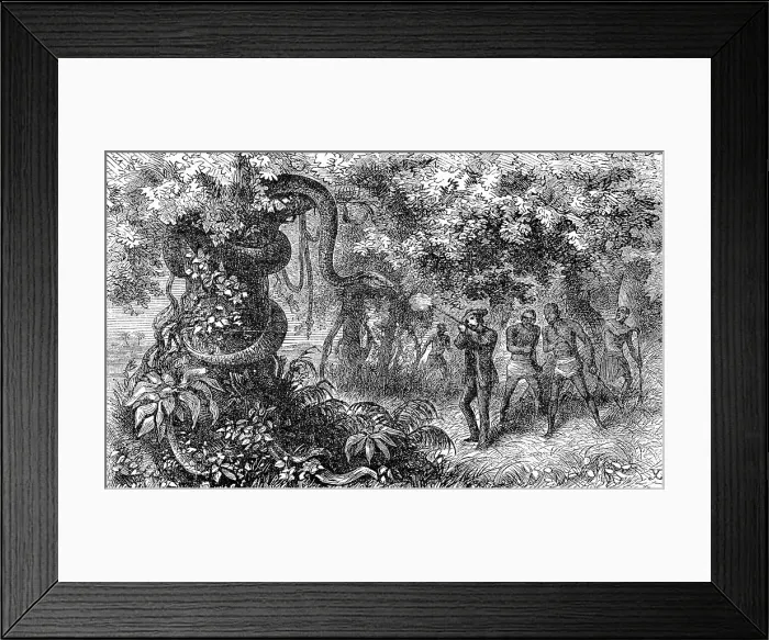 Framed Print : Hunting a strangler snake, white hunter with rifle shoots the animal, 1869, Botswana, Historic, digitally restored reproduction of an original 19th century painting, exact original date not known Framed Print : Hunting a strangler snake, white hunter with rifle shoots the animal, 1869, Botswana, Historic, digitally restored reproduction of an original 19th century painting, exact original date not known