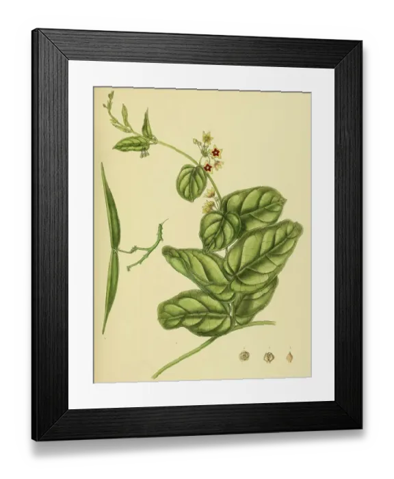 Framed Print : Tylophora flava, native to Southeast Asia, Sri Lanka, digitally restored historical colour print from 1893 Framed Print : Tylophora flava, native to Southeast Asia, Sri Lanka, digitally restored historical colour print from 1893