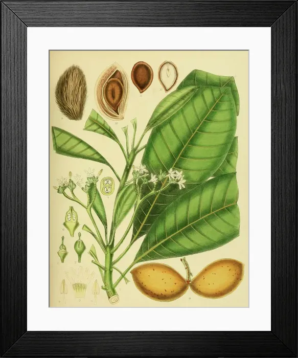 Framed Print : Ochrosia borbonica, native to Southeast Asia, Sri Lanka, digitally restored historical colour print from 1893 Framed Print : Ochrosia borbonica, native to Southeast Asia, Sri Lanka, digitally restored historical colour print from 1893