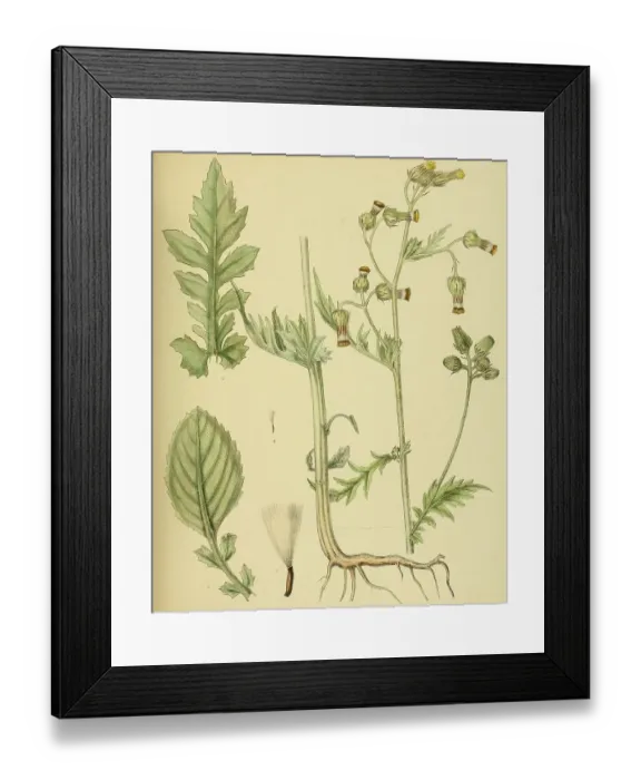 Framed Print : Gynura zeylanica, native to Southeast Asia, Sri Lanka, digitally restored historical colour print from 1893