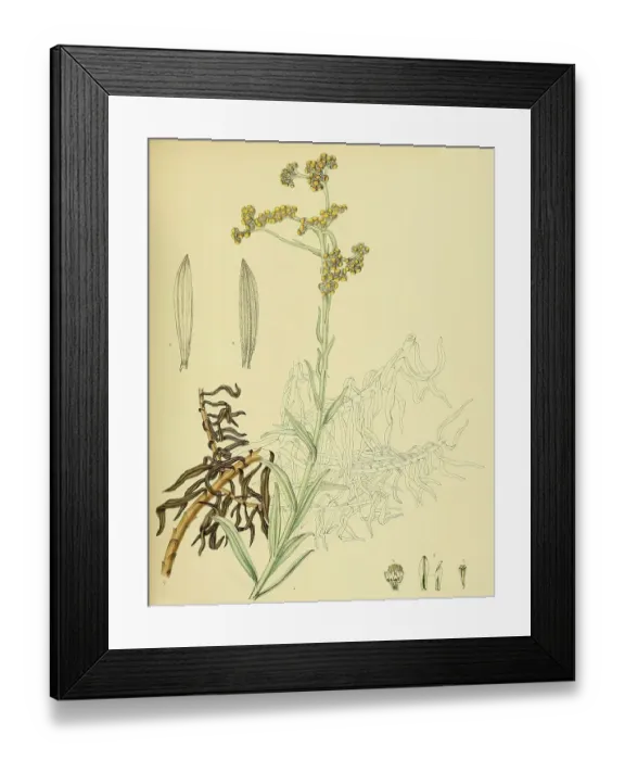 Framed Print : Anaphalis pelliculata, native to Southeast Asia, Sri Lanka, digitally restored historical colour print from 1893 Framed Print : Anaphalis pelliculata, native to Southeast Asia, Sri Lanka, digitally restored historical colour print from 1893