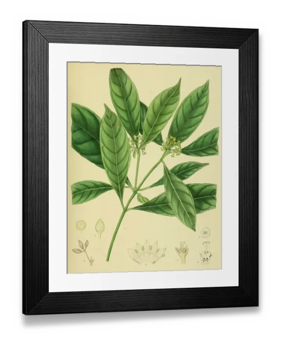 Framed Print : Psychotria bisulcata, native to Southeast Asia, Sri Lanka, digitally restored historical colour print from 1893 Framed Print : Psychotria bisulcata, native to Southeast Asia, Sri Lanka, digitally restored historical colour print from 1893