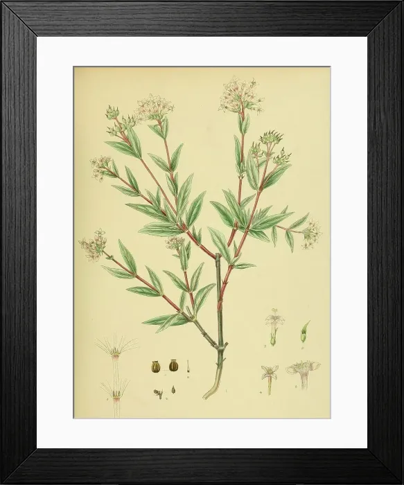 Framed Print : Knoxia platycarpa, native to Southeast Asia, Sri Lanka, digitally restored historical colour print from 1893 Framed Print : Knoxia platycarpa, native to Southeast Asia, Sri Lanka, digitally restored historical colour print from 1893