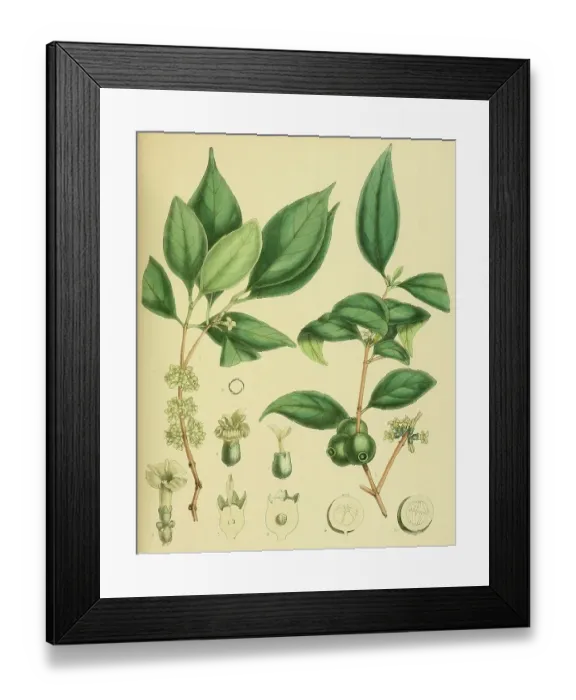 Framed Print : Diplospora dalzellii, native to Southeast Asia, Sri Lanka, digitally restored historical colour print from 1893 Framed Print : Diplospora dalzellii, native to Southeast Asia, Sri Lanka, digitally restored historical colour print from 1893